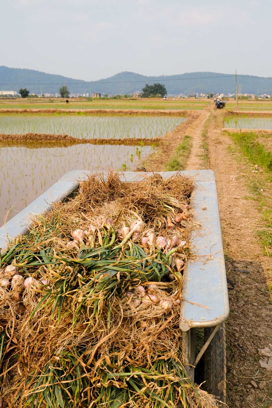 Northern Mountain Garlic (Minced)