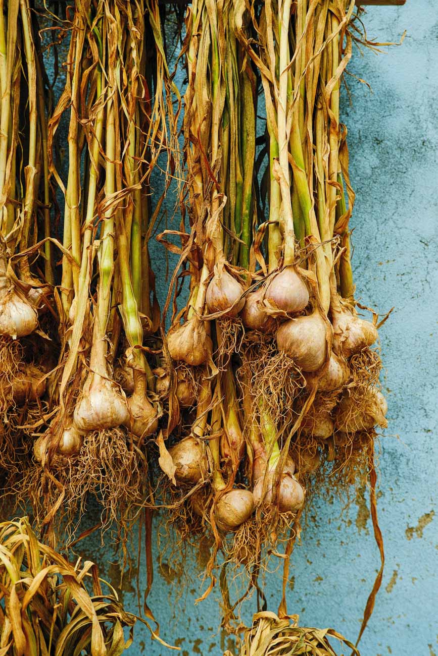Northern Mountain Garlic (Minced)