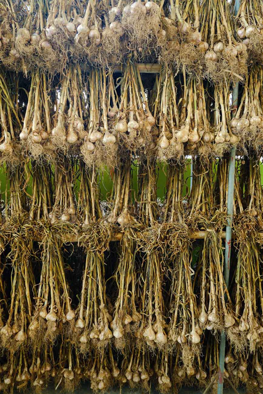 Northern Mountain Garlic (Sliced)
