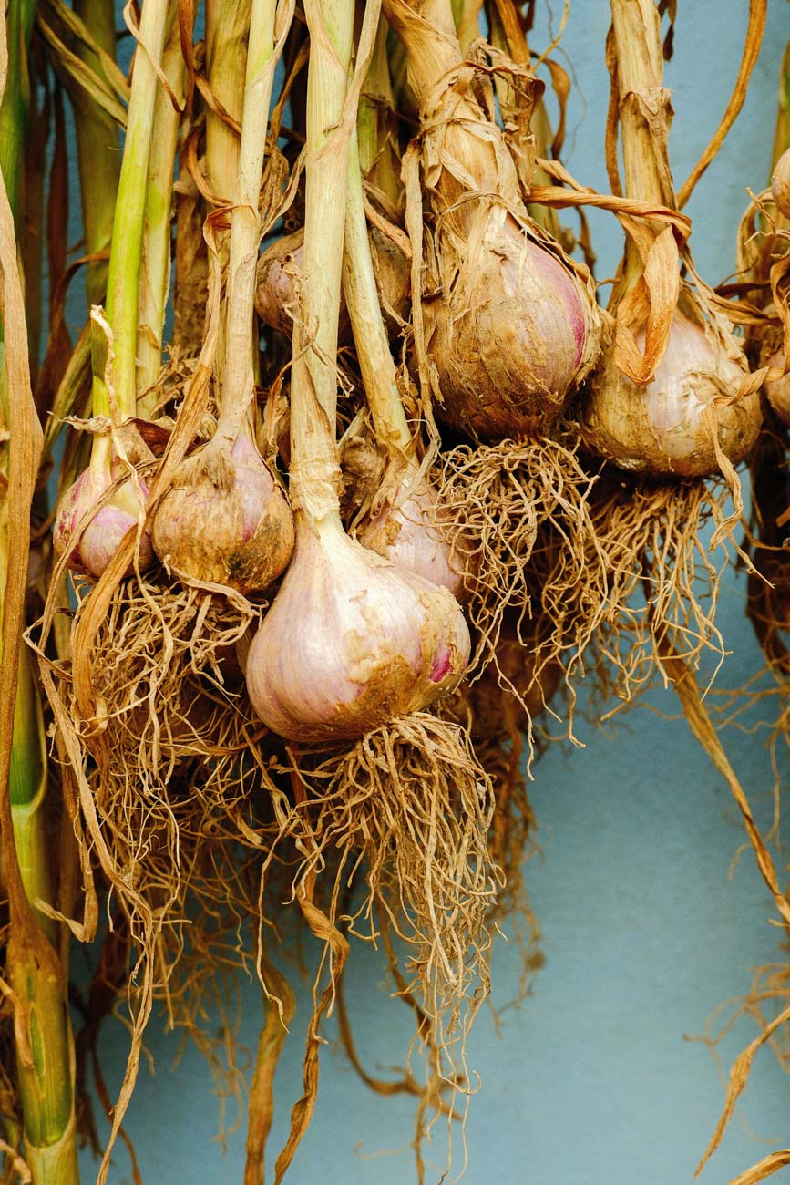 Northern Mountain Garlic (Sliced)