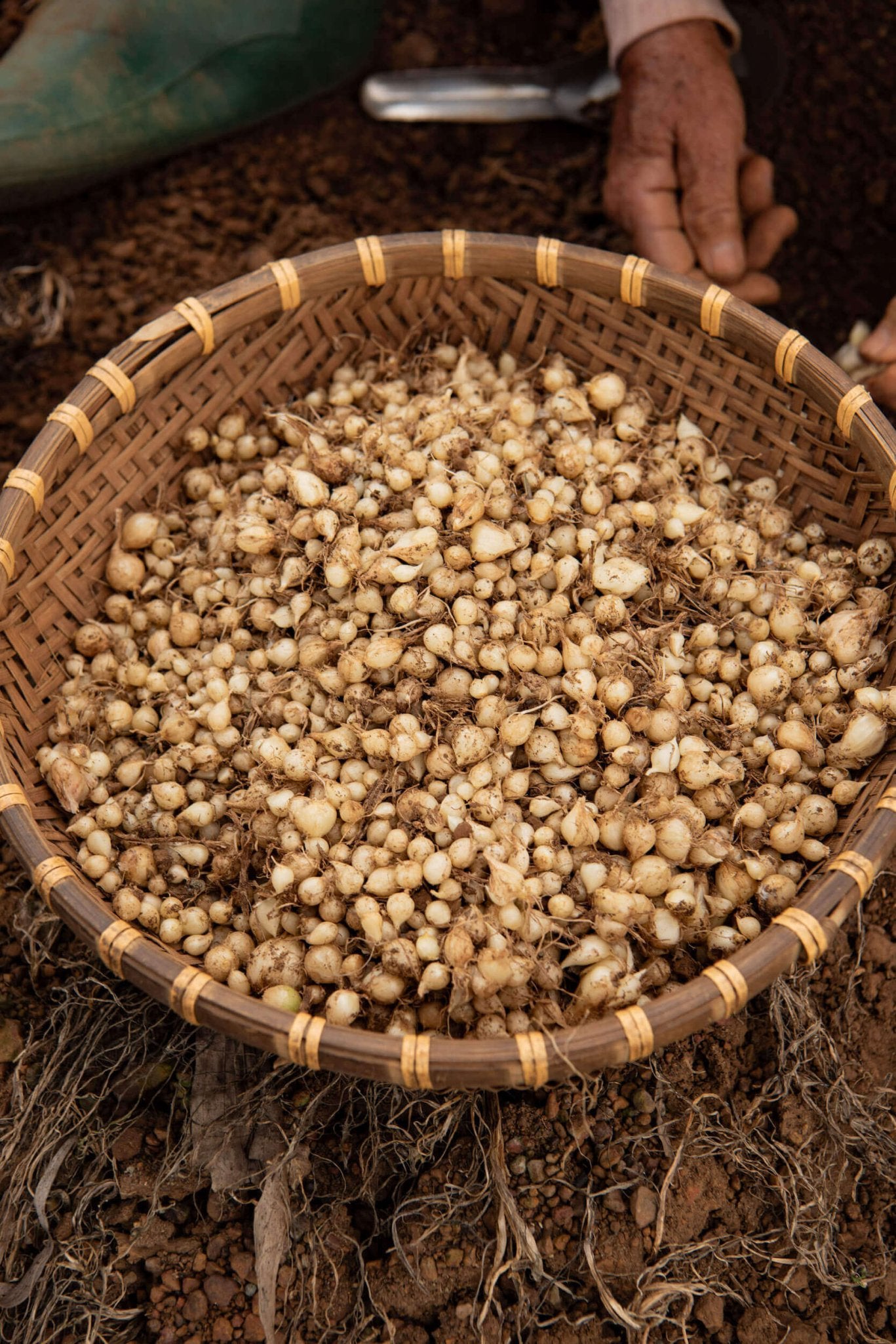 Bang Bang Onion (củ nén) - Vân Vân - Buy Vietnamese Herbs