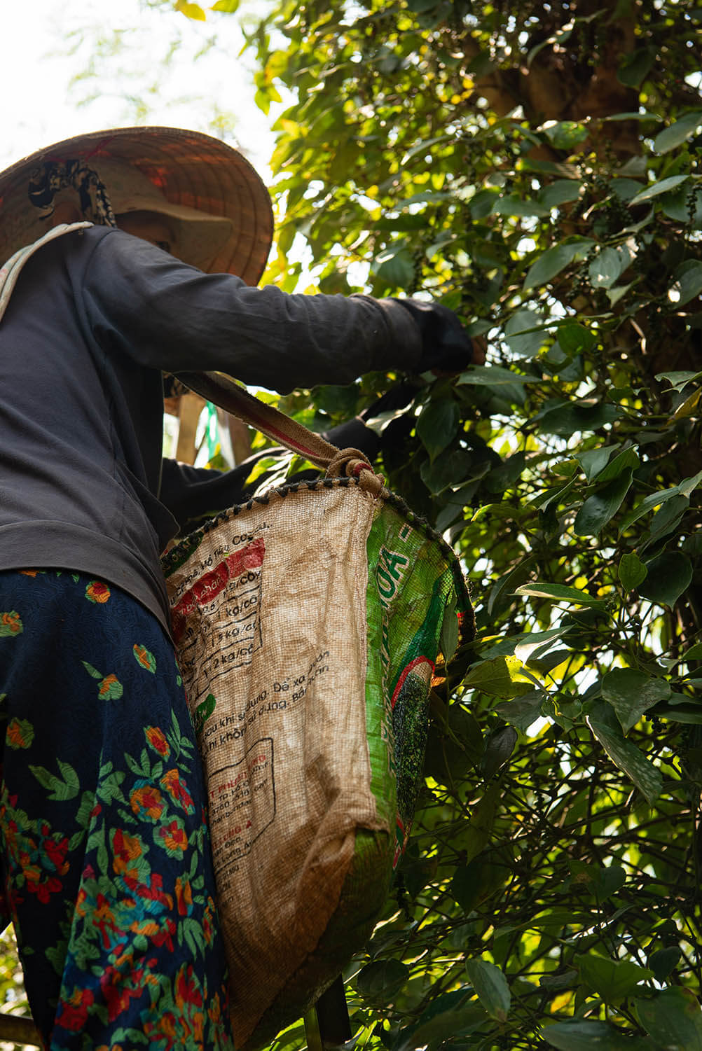 Bazan Pepper - Vân Vân - Buy Vietnamese Herbs