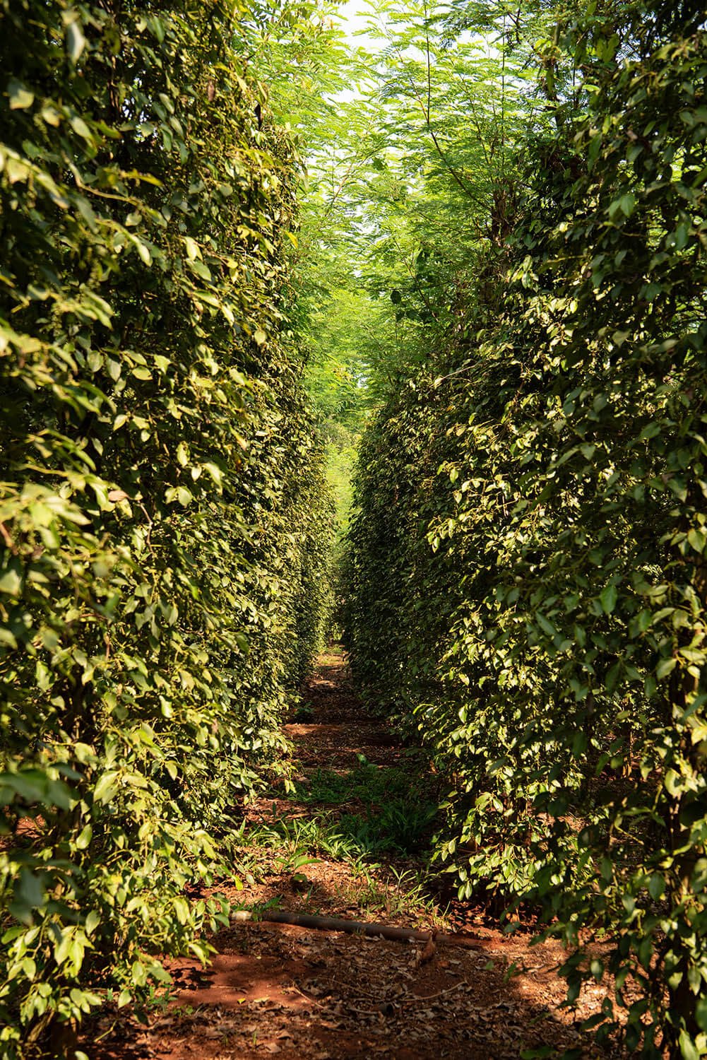 Bazan Pepper - Vân Vân - Buy Vietnamese Herbs