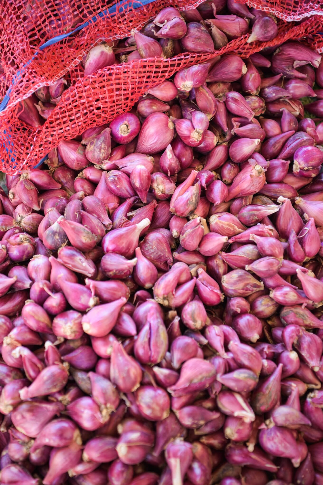 Coastal Purple Shallot - Vân Vân - Buy Vietnamese Herbs
