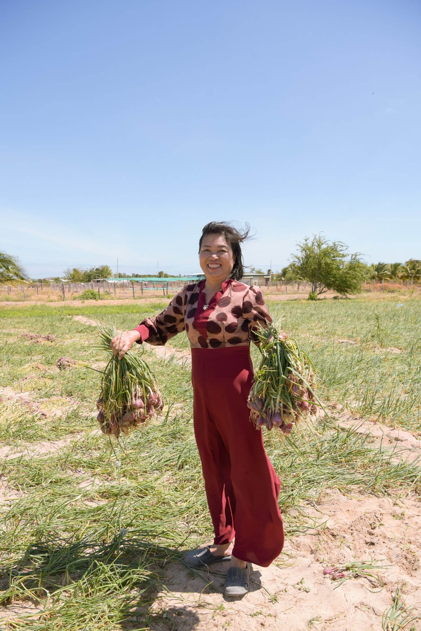 Coastal Purple Shallot - Vân Vân - Buy Vietnamese Herbs