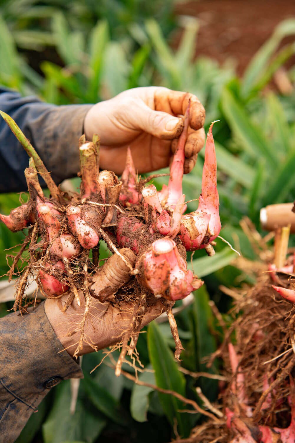 Crimson Galangal - Vân Vân - Buy Vietnamese Herbs